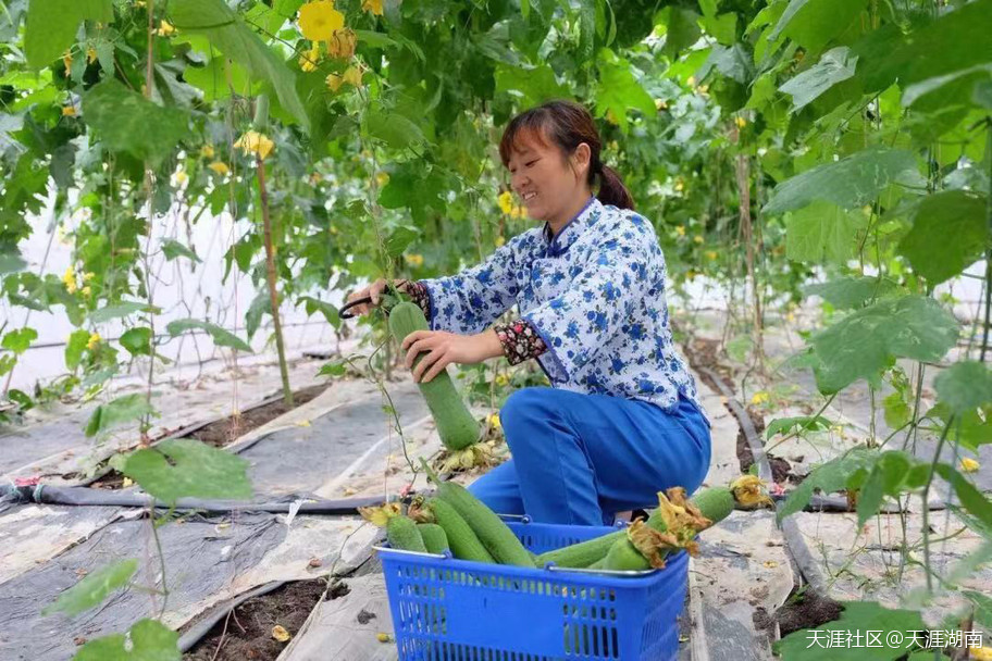 华为手机绮境森林图片
:走读湖南18期：喜庆金秋丰收节<strongalt=