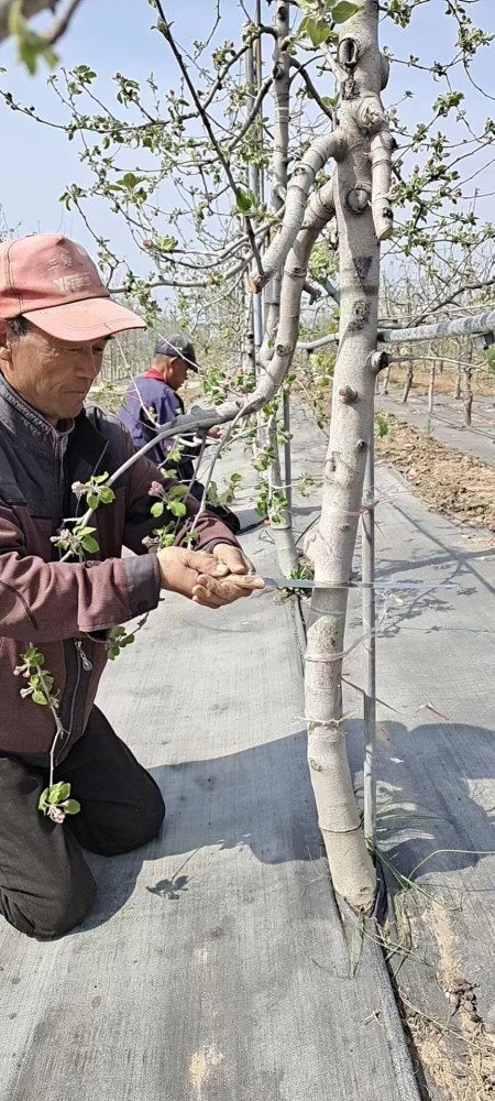 苹果产业带新闻内蒙古文体频道直播-第2张图片-太平洋在线下载