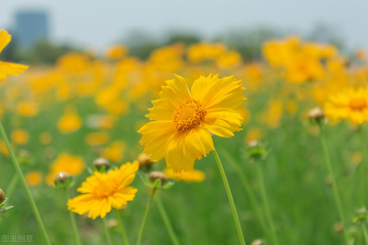 花开ios苹果版苹果官网入口ios下载-第1张图片-太平洋在线下载