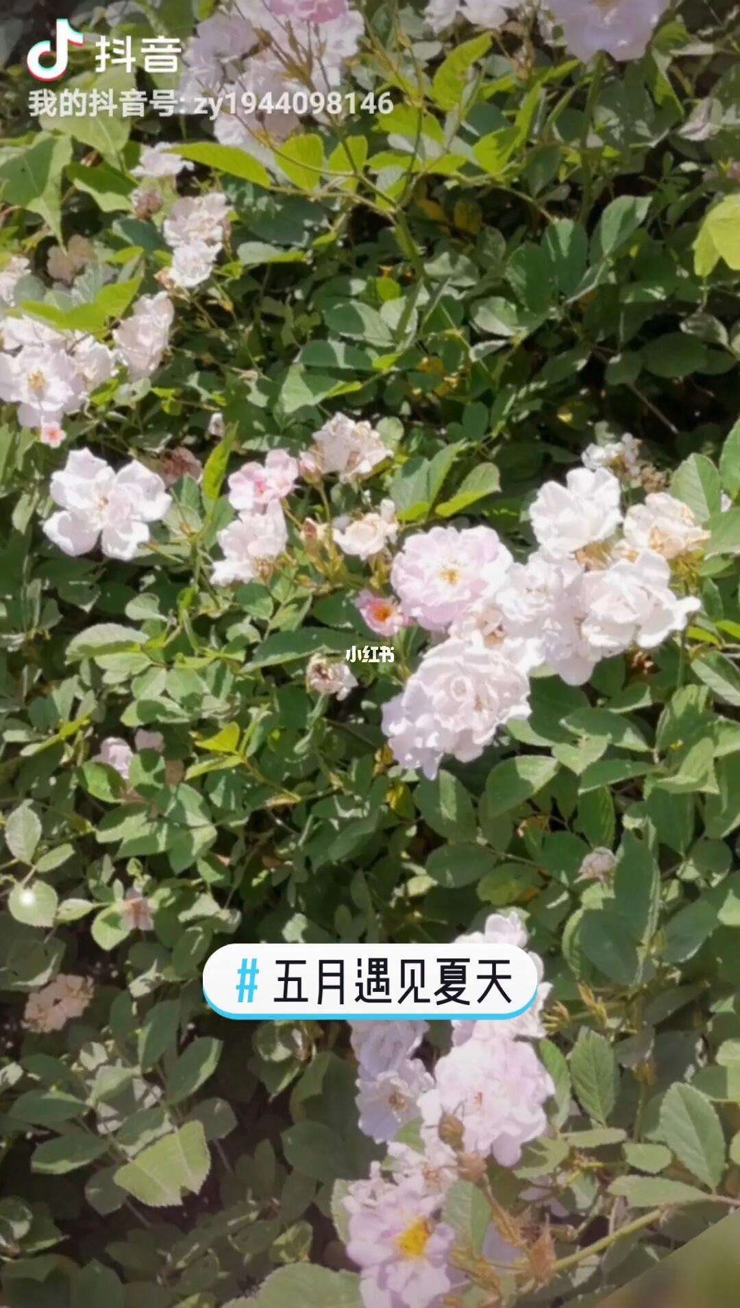 小白云手机破解版最新的简单介绍-第2张图片-QuickQ官网