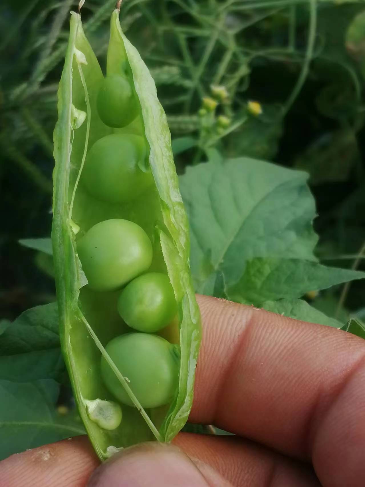 关于豌豆荚手机版just的信息-第1张图片-QuickQ官网